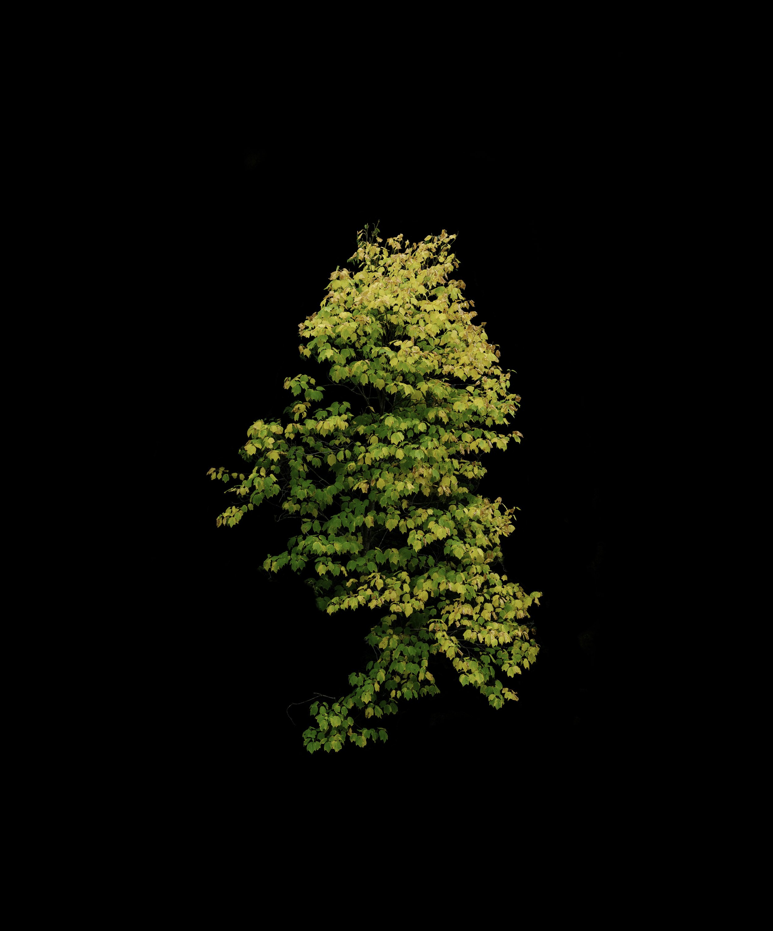 Acadia I