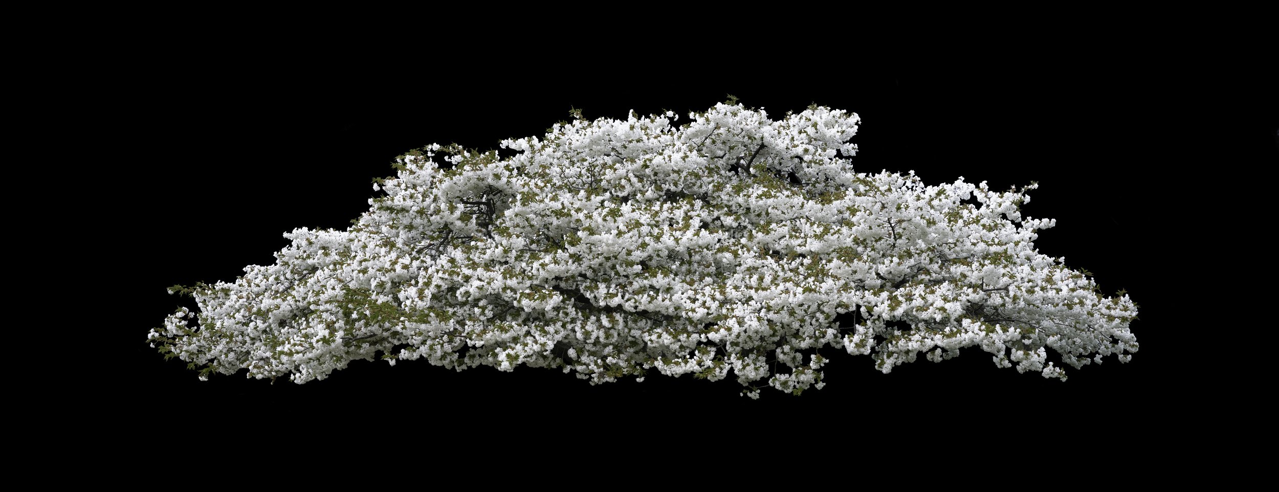 Danish White